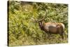 Roosevelt Elk Browsing at Prairie Creek Redwoods Sp, California-Michael Qualls-Stretched Canvas