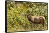 Roosevelt Elk Browsing at Prairie Creek Redwoods Sp, California-Michael Qualls-Framed Stretched Canvas