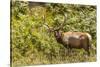 Roosevelt Elk Browsing at Prairie Creek Redwoods Sp, California-Michael Qualls-Stretched Canvas