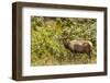 Roosevelt Elk Browsing at Prairie Creek Redwoods Sp, California-Michael Qualls-Framed Photographic Print