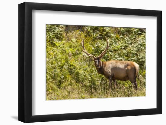 Roosevelt Elk Browsing at Prairie Creek Redwoods Sp, California-Michael Qualls-Framed Photographic Print