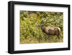 Roosevelt Elk Browsing at Prairie Creek Redwoods Sp, California-Michael Qualls-Framed Photographic Print