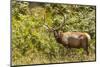Roosevelt Elk Browsing at Prairie Creek Redwoods Sp, California-Michael Qualls-Mounted Photographic Print