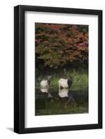 Roosevelt Elk, Bull and Cow-Ken Archer-Framed Photographic Print