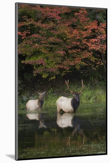 Roosevelt Elk, Bull and Cow-Ken Archer-Mounted Photographic Print