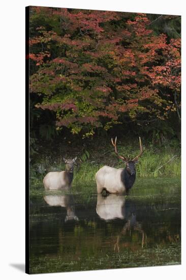 Roosevelt Elk, Bull and Cow-Ken Archer-Stretched Canvas