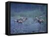 Roosevelt Elk Herd, Olympic National Park, Washington, USA-Steve Kazlowski-Framed Stretched Canvas