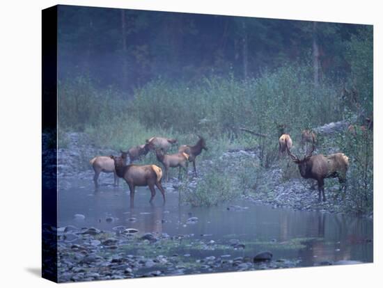 Roosevelt Elk Herd, Olympic National Park, Washington, USA-Steve Kazlowski-Stretched Canvas