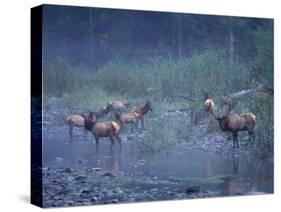 Roosevelt Elk Herd, Olympic National Park, Washington, USA-Steve Kazlowski-Stretched Canvas
