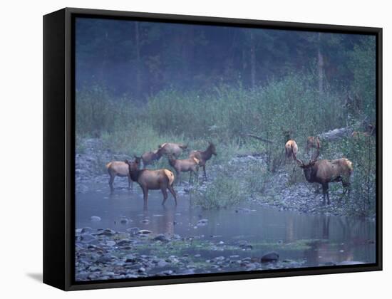 Roosevelt Elk Herd, Olympic National Park, Washington, USA-Steve Kazlowski-Framed Stretched Canvas