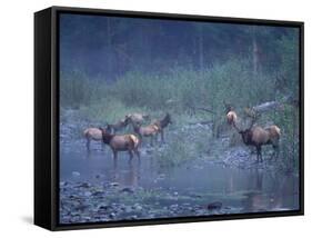Roosevelt Elk Herd, Olympic National Park, Washington, USA-Steve Kazlowski-Framed Stretched Canvas
