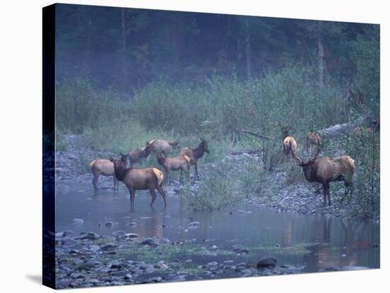 Roosevelt Elk Herd, Olympic National Park, Washington, USA-Steve Kazlowski-Stretched Canvas