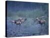 Roosevelt Elk Herd, Olympic National Park, Washington, USA-Steve Kazlowski-Stretched Canvas