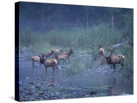 Roosevelt Elk Herd, Olympic National Park, Washington, USA-Steve Kazlowski-Stretched Canvas