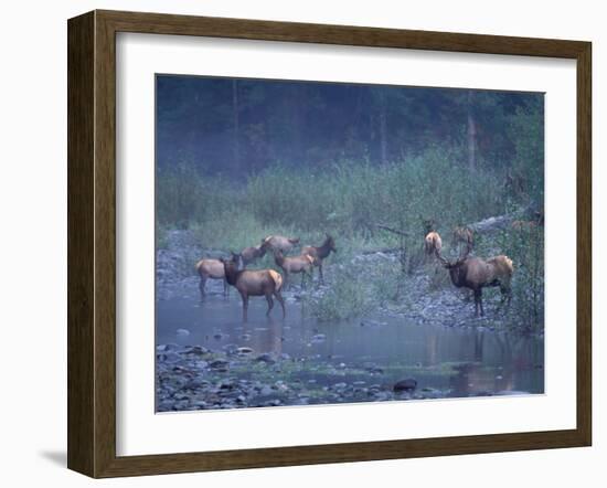 Roosevelt Elk Herd, Olympic National Park, Washington, USA-Steve Kazlowski-Framed Photographic Print