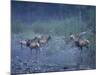 Roosevelt Elk Herd, Olympic National Park, Washington, USA-Steve Kazlowski-Mounted Photographic Print