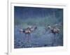 Roosevelt Elk Herd, Olympic National Park, Washington, USA-Steve Kazlowski-Framed Photographic Print