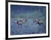 Roosevelt Elk Herd, Olympic National Park, Washington, USA-Steve Kazlowski-Framed Photographic Print