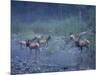 Roosevelt Elk Herd, Olympic National Park, Washington, USA-Steve Kazlowski-Mounted Photographic Print