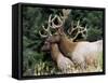 Roosevelt Elk, Oregon, United States of America, North America-DeFreitas Michael-Framed Stretched Canvas