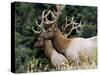 Roosevelt Elk, Oregon, United States of America, North America-DeFreitas Michael-Stretched Canvas