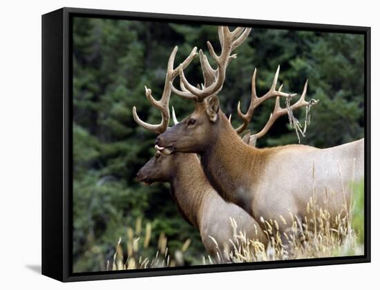 Roosevelt Elk, Oregon, United States of America, North America-DeFreitas Michael-Framed Stretched Canvas