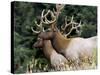 Roosevelt Elk, Oregon, United States of America, North America-DeFreitas Michael-Stretched Canvas
