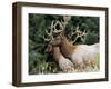 Roosevelt Elk, Oregon, United States of America, North America-DeFreitas Michael-Framed Photographic Print