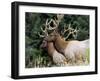 Roosevelt Elk, Oregon, United States of America, North America-DeFreitas Michael-Framed Photographic Print