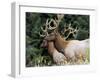 Roosevelt Elk, Oregon, United States of America, North America-DeFreitas Michael-Framed Photographic Print