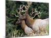 Roosevelt Elk, Oregon, United States of America, North America-DeFreitas Michael-Mounted Photographic Print
