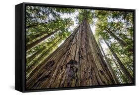 Roosevelt Grove, Humboldt Redwoods State Park, California-Rob Sheppard-Framed Stretched Canvas