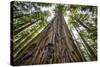 Roosevelt Grove, Humboldt Redwoods State Park, California-Rob Sheppard-Stretched Canvas