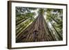 Roosevelt Grove, Humboldt Redwoods State Park, California-Rob Sheppard-Framed Photographic Print