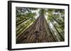 Roosevelt Grove, Humboldt Redwoods State Park, California-Rob Sheppard-Framed Photographic Print