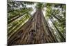 Roosevelt Grove, Humboldt Redwoods State Park, California-Rob Sheppard-Mounted Photographic Print