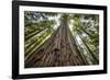 Roosevelt Grove, Humboldt Redwoods State Park, California-Rob Sheppard-Framed Photographic Print