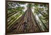 Roosevelt Grove, Humboldt Redwoods State Park, California-Rob Sheppard-Framed Photographic Print