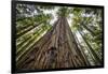 Roosevelt Grove, Humboldt Redwoods State Park, California-Rob Sheppard-Framed Photographic Print