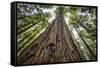 Roosevelt Grove, Humboldt Redwoods State Park, California-Rob Sheppard-Framed Stretched Canvas