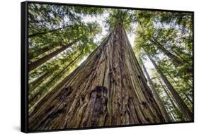 Roosevelt Grove, Humboldt Redwoods State Park, California-Rob Sheppard-Framed Stretched Canvas