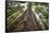 Roosevelt Grove, Humboldt Redwoods State Park, California-Rob Sheppard-Framed Stretched Canvas