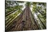 Roosevelt Grove, Humboldt Redwoods State Park, California-Rob Sheppard-Stretched Canvas