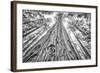 Roosevelt Grove, Humboldt Redwoods State Park, California-Rob Sheppard-Framed Photographic Print