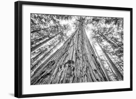 Roosevelt Grove, Humboldt Redwoods State Park, California-Rob Sheppard-Framed Photographic Print