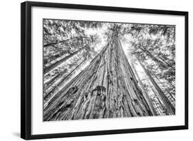 Roosevelt Grove, Humboldt Redwoods State Park, California-Rob Sheppard-Framed Photographic Print