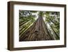 Roosevelt Grove, Humboldt Redwoods State Park, California-Rob Sheppard-Framed Photographic Print