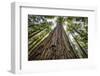 Roosevelt Grove, Humboldt Redwoods State Park, California-Rob Sheppard-Framed Photographic Print