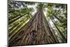 Roosevelt Grove, Humboldt Redwoods State Park, California-Rob Sheppard-Mounted Photographic Print