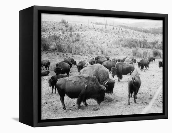 Roosevelt, king of herd, at bay, and Carrie Nation, dehorned, c.1907-Detroit Publishing Co.-Framed Stretched Canvas